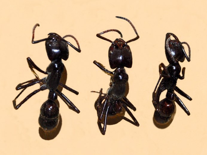 Dorylus nigricans
