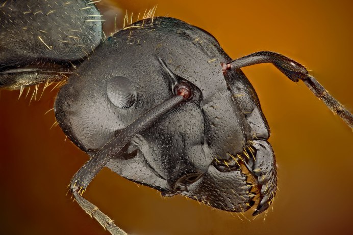 Camponotus Gigas солдат