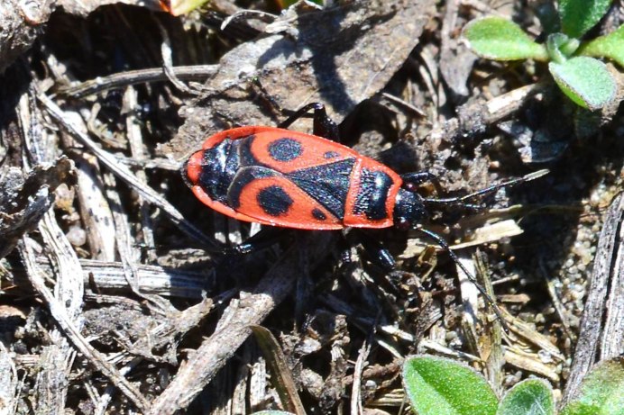 Клоп-солдатик Pyrrhocoris