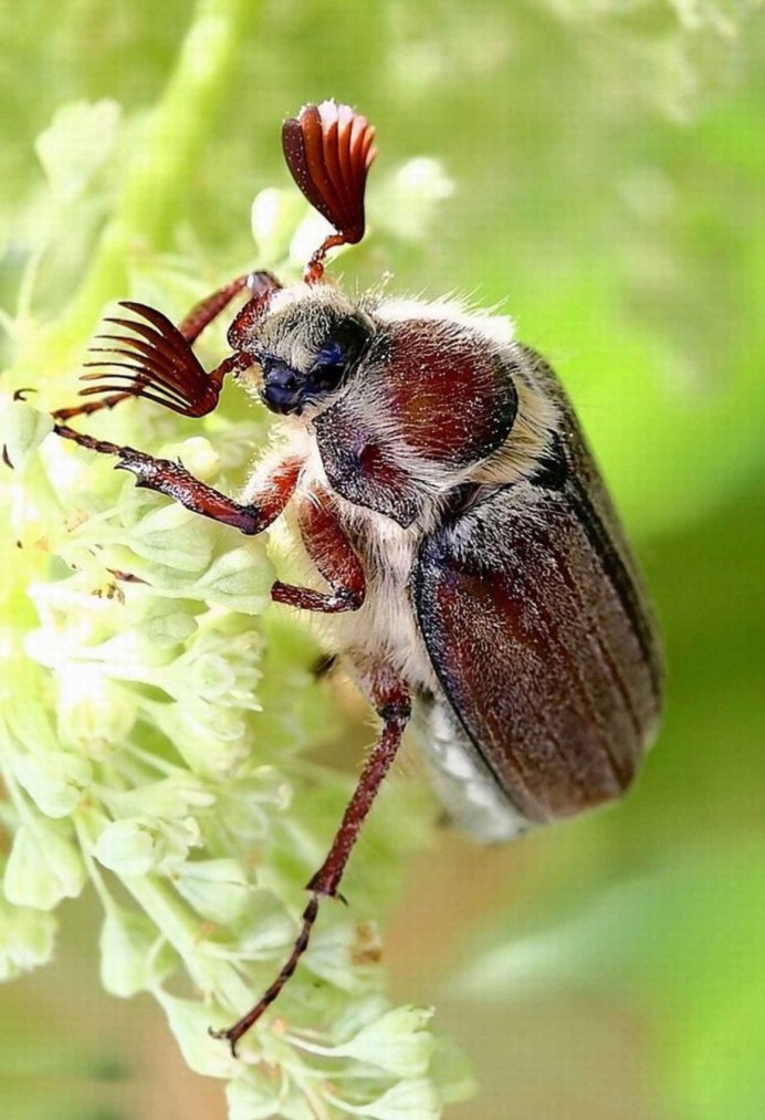 Insects бабочка