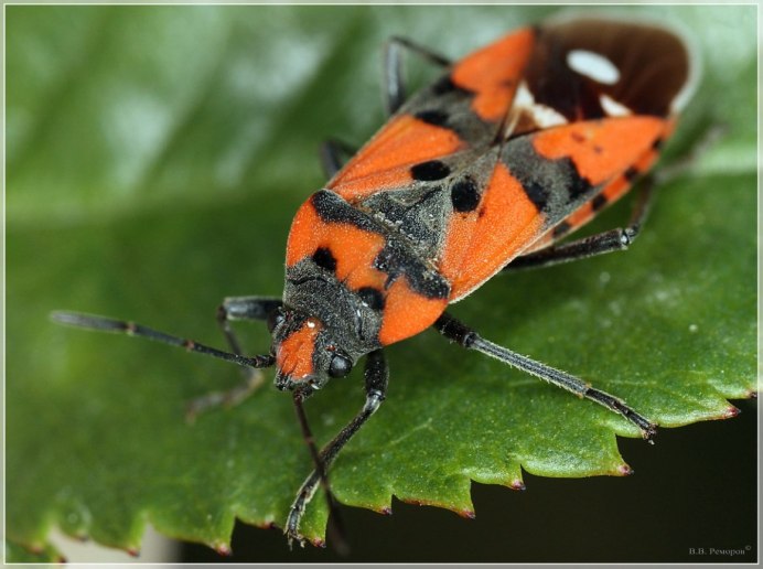 Чешуекрылые Махаон