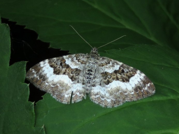 Жук красноклоп солдатик