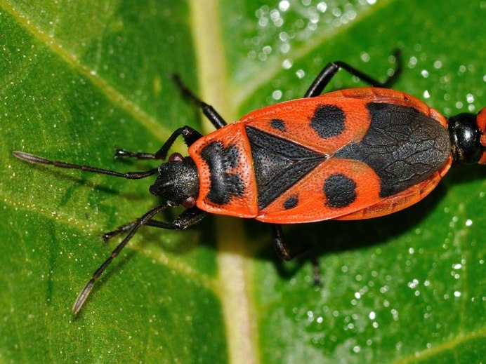 Fall Cankerworm Moth