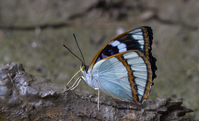 Черно белая Тропическая бабочка