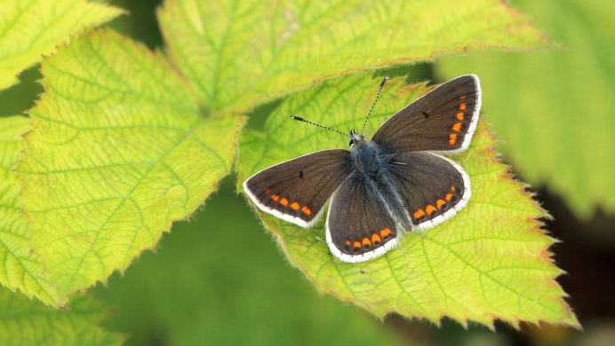 Бабочка без крыла