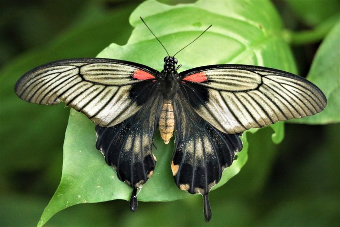 Сверчок Уральский