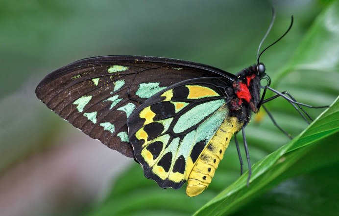 Белый Махаон бабочка