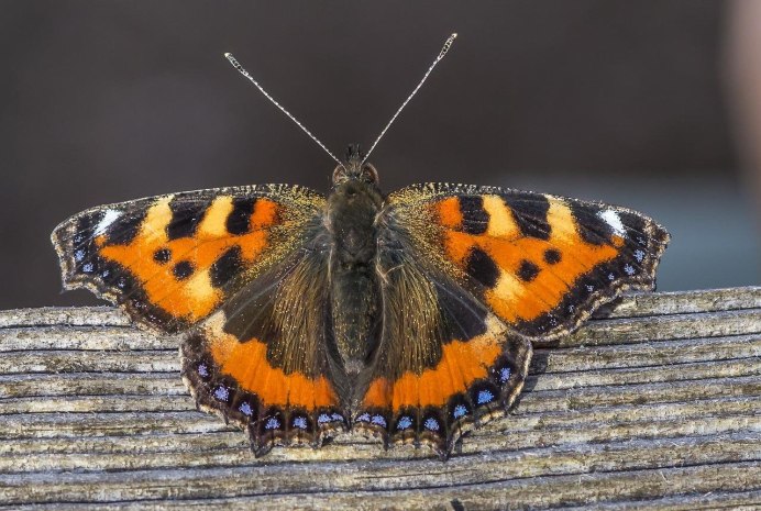 Тропические бабочки в природе