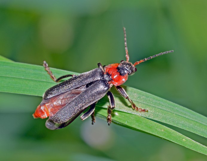Бабочка белая с черными полосками