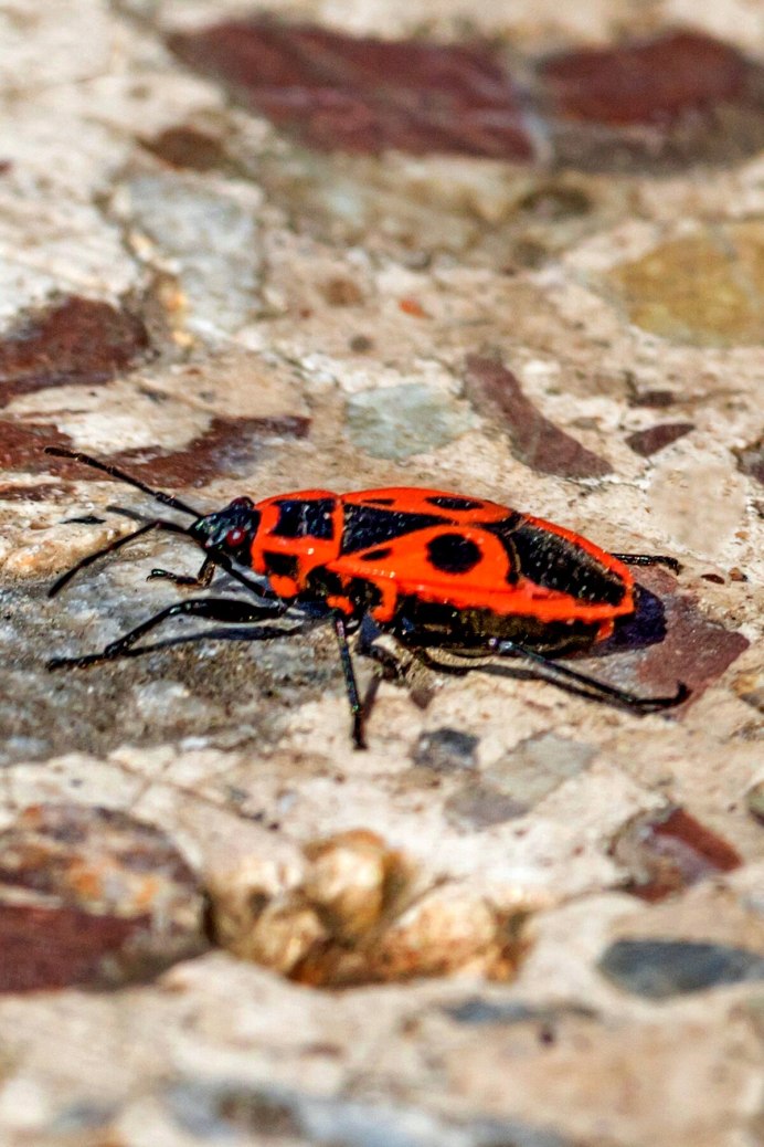 Махаон (бабочка)