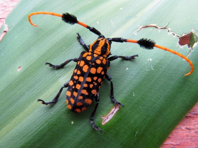 Переливница Шренка бабочка
