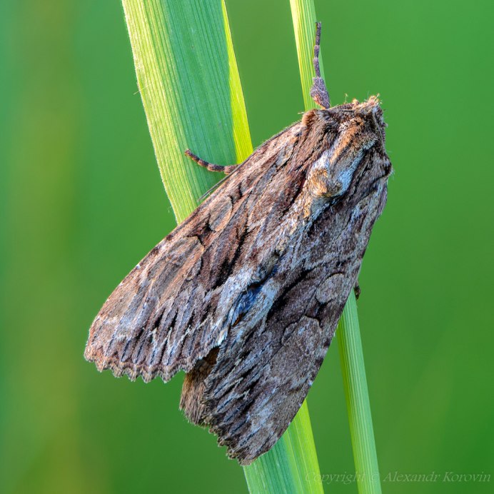 Гусеница березовой пяденицы