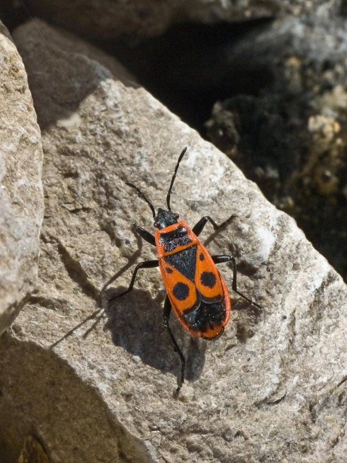 Черный Кардинал бабочка