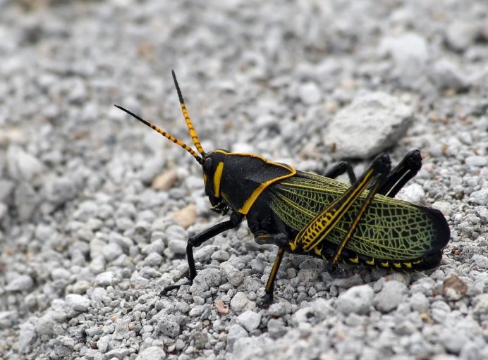 Породы бабочек