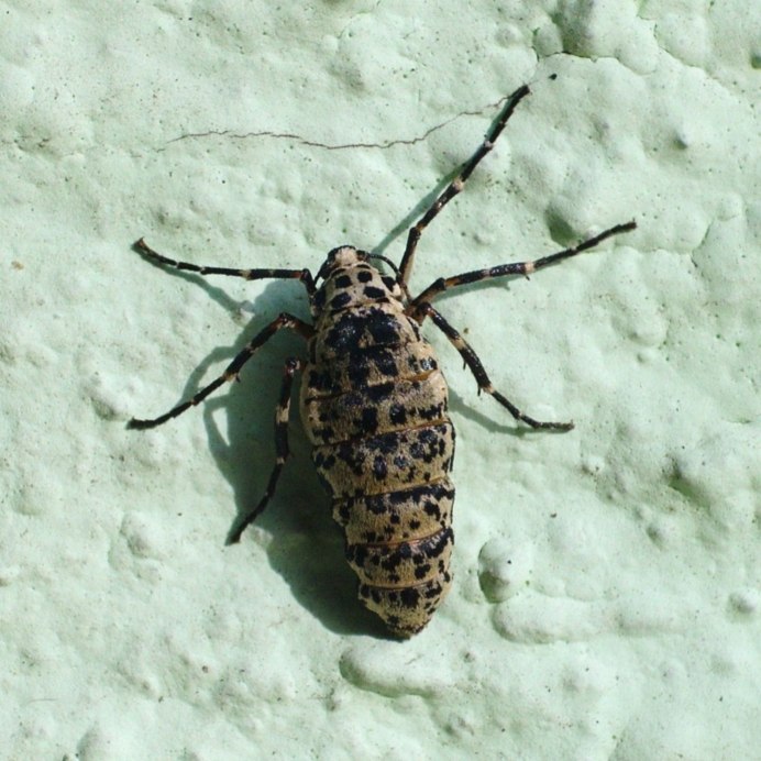 Бескрылая бабочка Пяденица