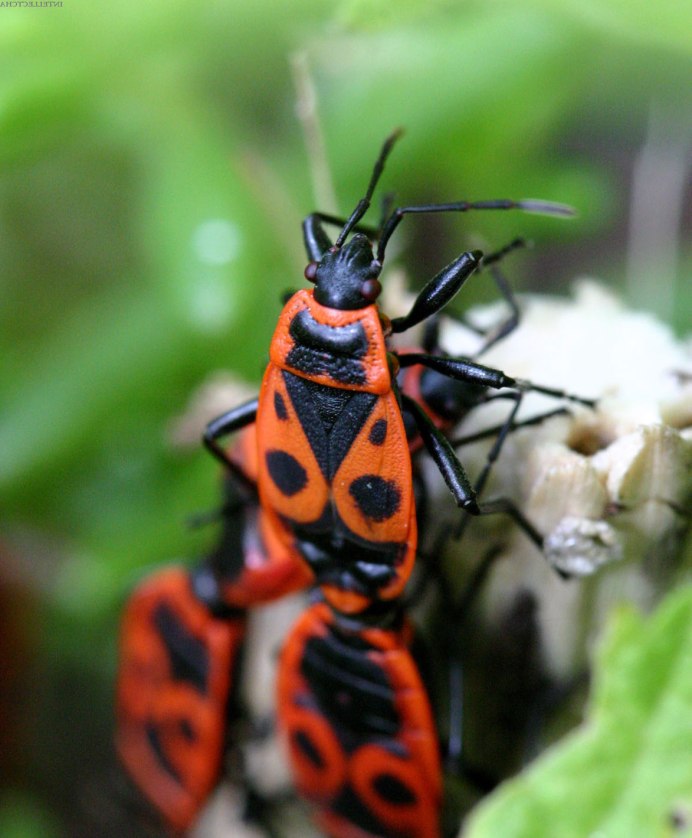 Papilio LOWI гусеница
