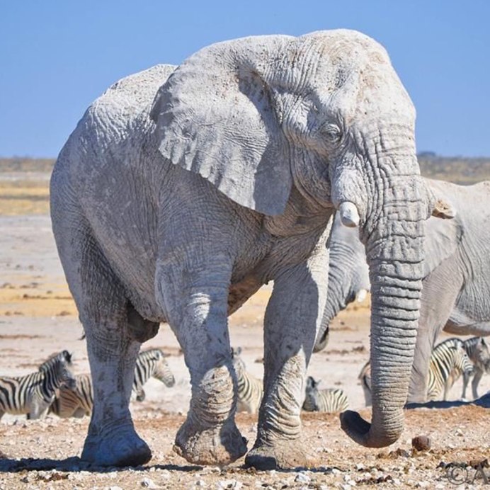 Elephas Maximus / азиатский слон