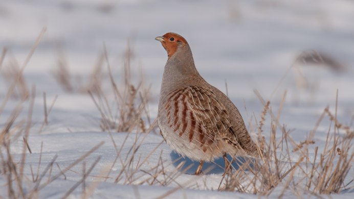 Куропатка серая – Perdix Perdix Linnaeus, 1758