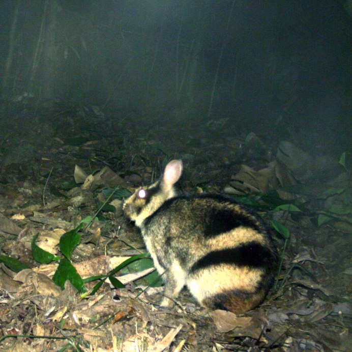 Nesolagus timminsi