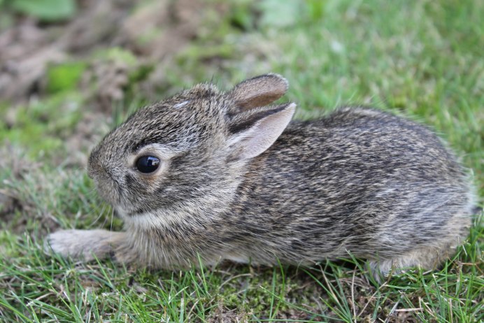 Nesolagus netscheri