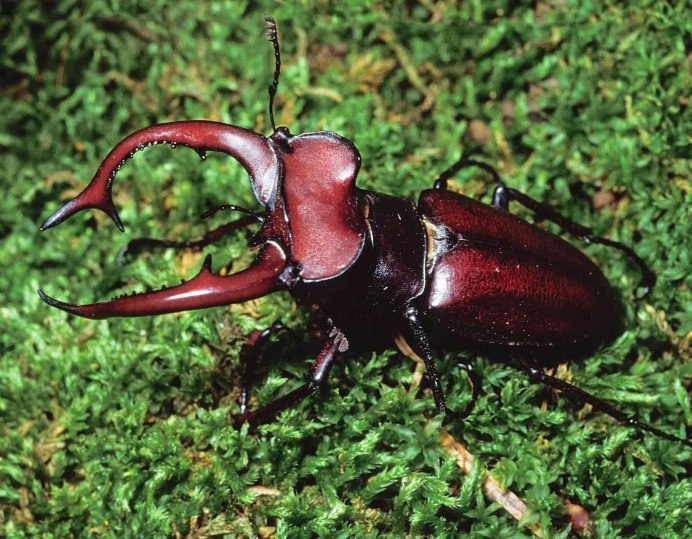 Жук-олень (Lucanus Cervus)