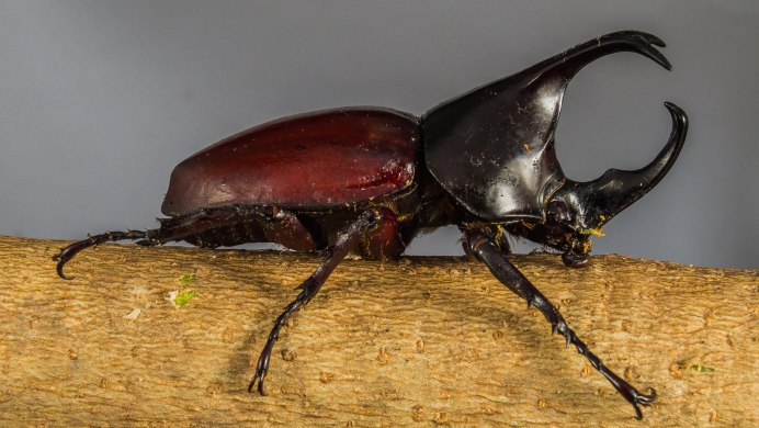 Жук Lucanus Cervus
