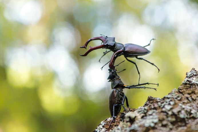 Жук-олень (Lucanus Cervus)