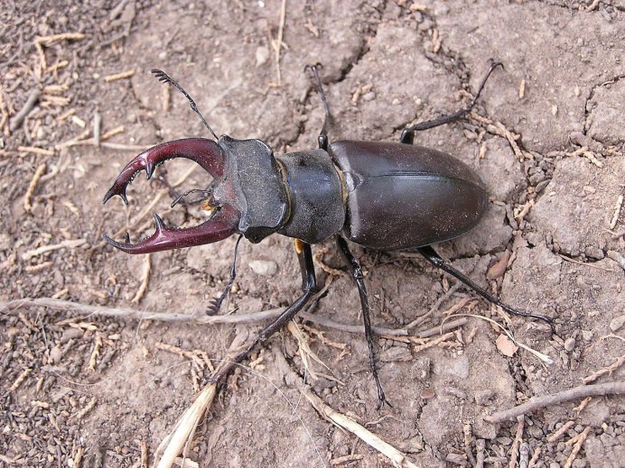 Жук-олень (Lucanus Cervus)