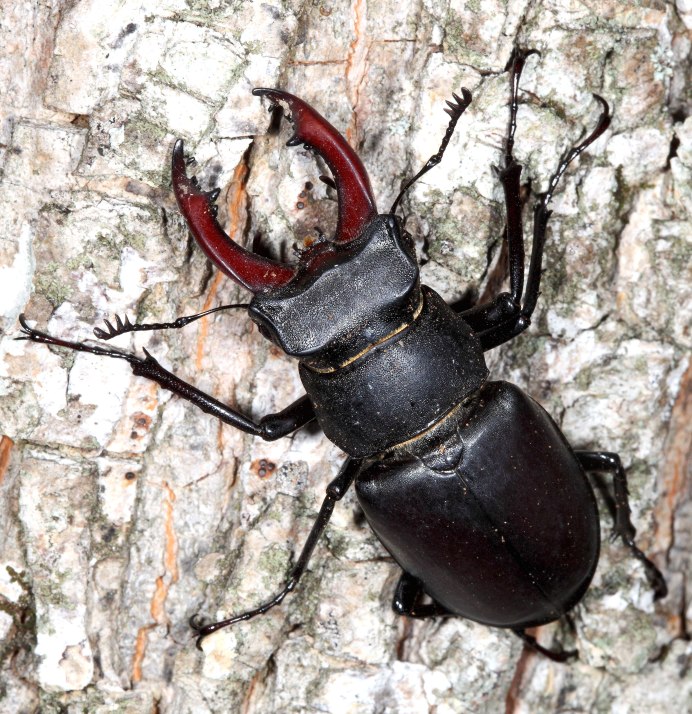Жук-олень (Lucanus Cervus)
