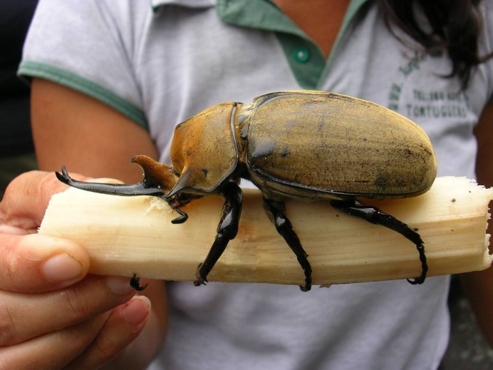 Жук Lucanus Cervus