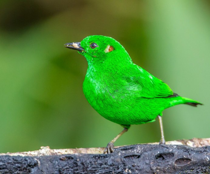 Маленькие зеленые птички
