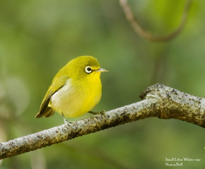 Обыкновенная зеленушка