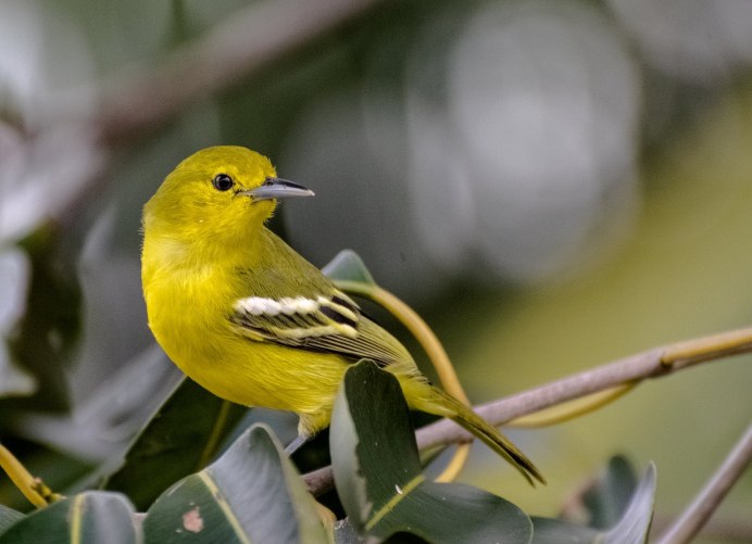 Зеленая пеночка птица