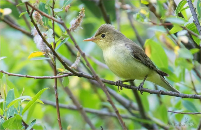 Маленькая зеленая птичка