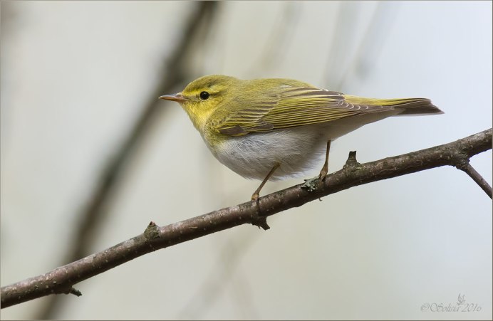 Зелёная танагра медосос