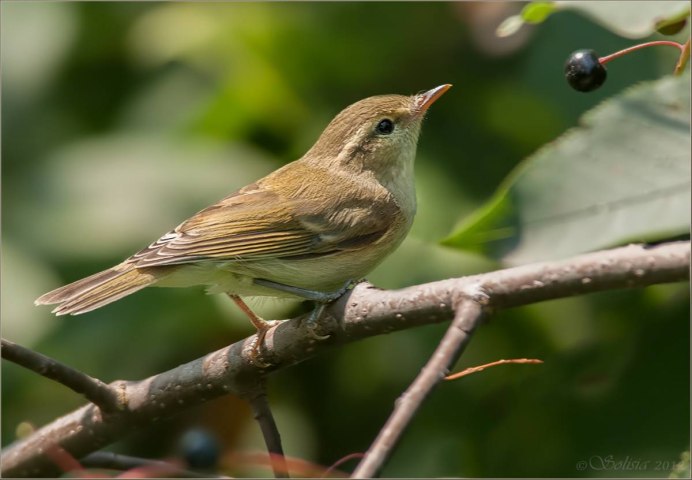 Зеленая пересмешка птица