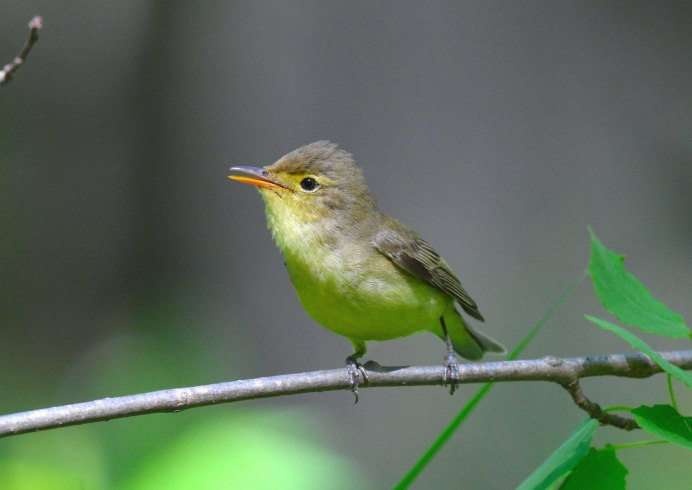 Птичка зеленушка обыкновенная