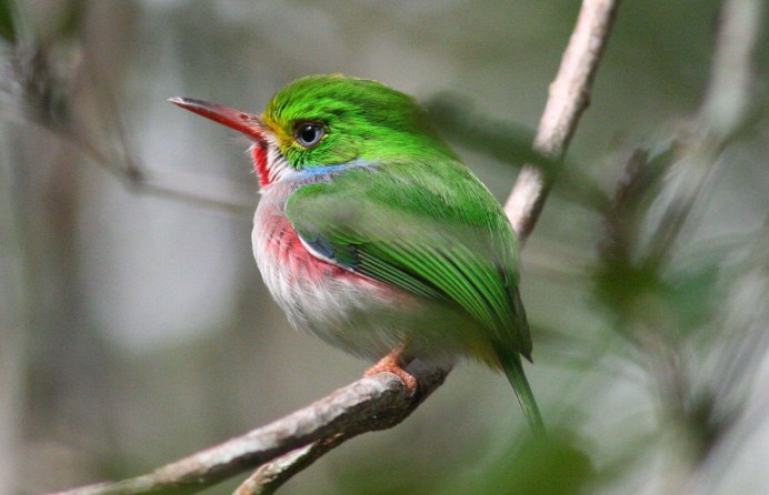 Зеленушка Бутлерова