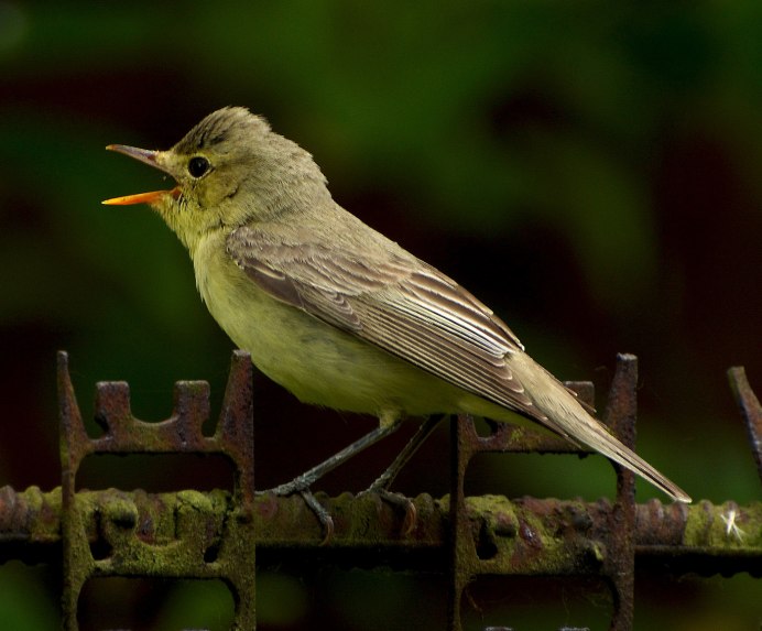 Птица болотного цвета