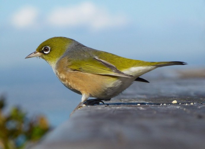 Птица с зеленой грудкой