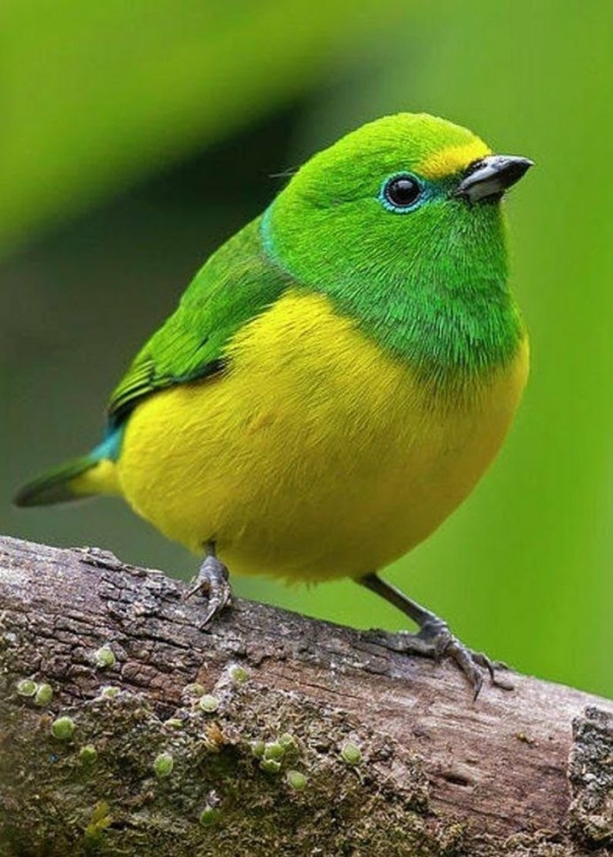 Зяблик зеленушка