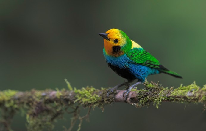 Синица зеленушка