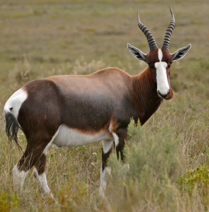Damaliscus pygargus