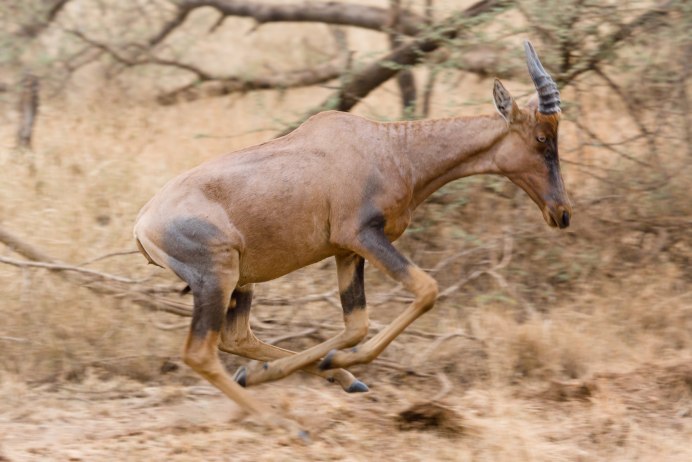 Gazella Bilkis
