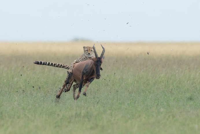 Alcelaphus buselaphus