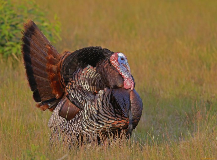 Канадская широкогрудая индейка