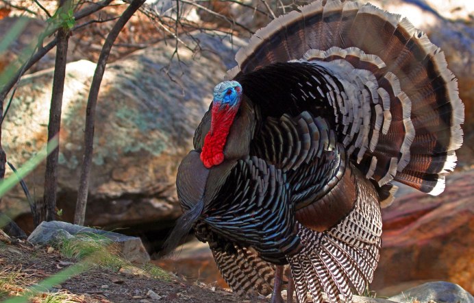 Бронзовая широкогрудая индейка