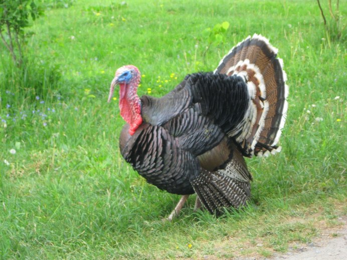 Северокавказская бронза индюки