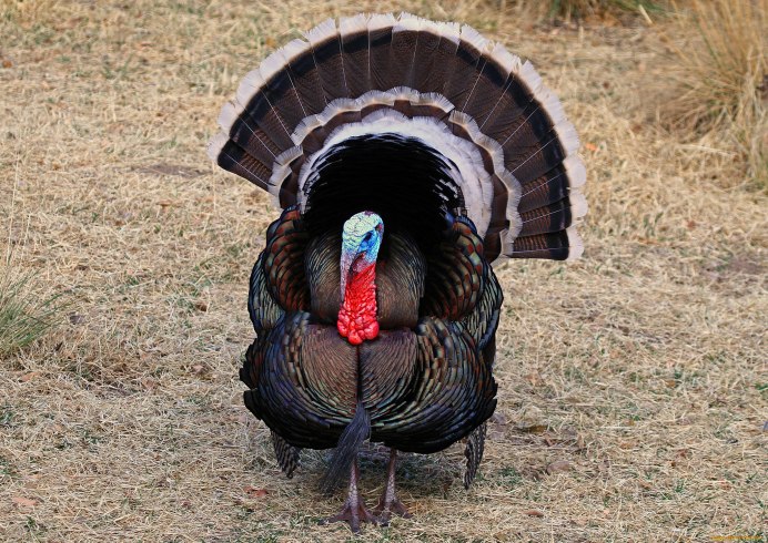 Птица индюк