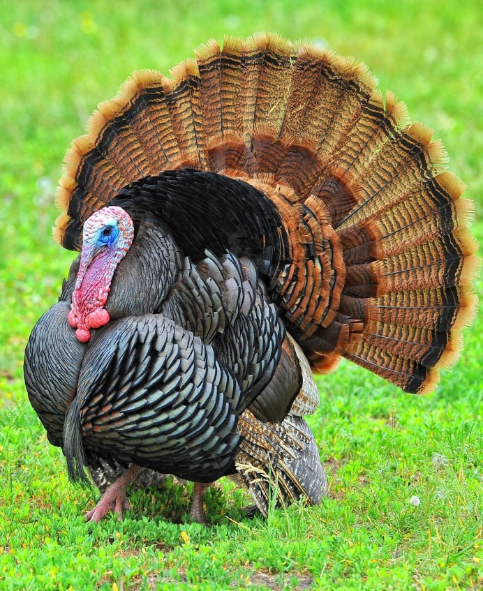 Индюк обыкновенный